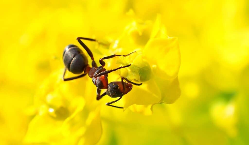 A Detailed Macro Image Of An Asian Needle Ant (Brachyponera Chinensis) Crawling On The Petals Of A Vibrant Yellow Flower. The Ant’s Reddish-Brown And Black Body Stands Out Sharply Against The Vivid Floral Background.