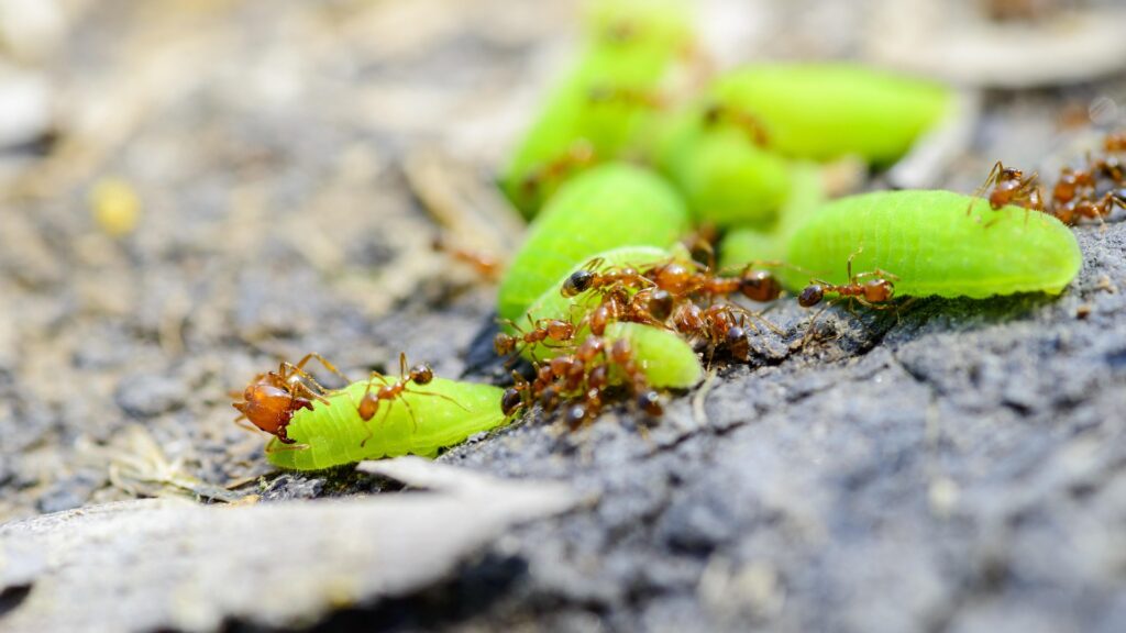 A Detailed Close-Up Image Of Several Reddish-Brown Ants Swarming And Feeding On Bright Green Caterpillars On A Rough, Textured Surface Outdoors.