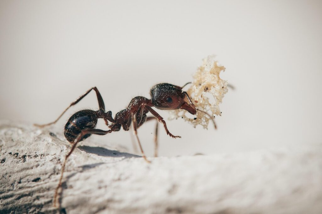 A Detailed Macro Image Of A Pavement Ant (Tetramorium Immigrans) Carrying A Porous Piece Of Food While Walking On A Rough White Surface. The Ant’s Dark Segmented Body, Fine Hairs, And Elbowed Antennae Are Clearly Visible In Sharp Focus.