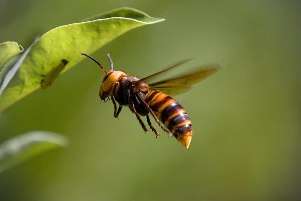 A Detailed Close-Up Image Of An Asian Giant Hornet In Mid-Flight Near A Green Leaf, Showing Its Large Orange Head, Black Eyes, And Bold Orange And Black Striped Abdomen.