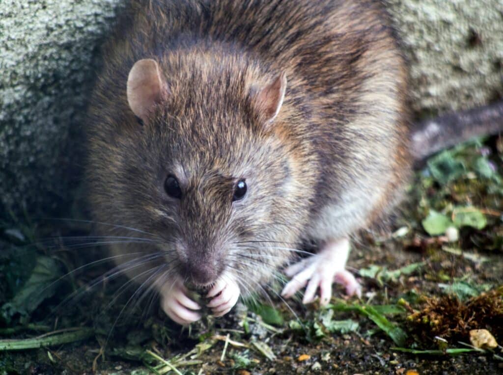 A Close-Up Image Of A Brown Rat Crouched Near A Concrete Wall, Holding Food Between Its Front Paws And Surrounded By Bits Of Grass And Soil. The Rat Has Dark Eyes, Rounded Ears, And Coarse Fur With Brown And Gray Tones.