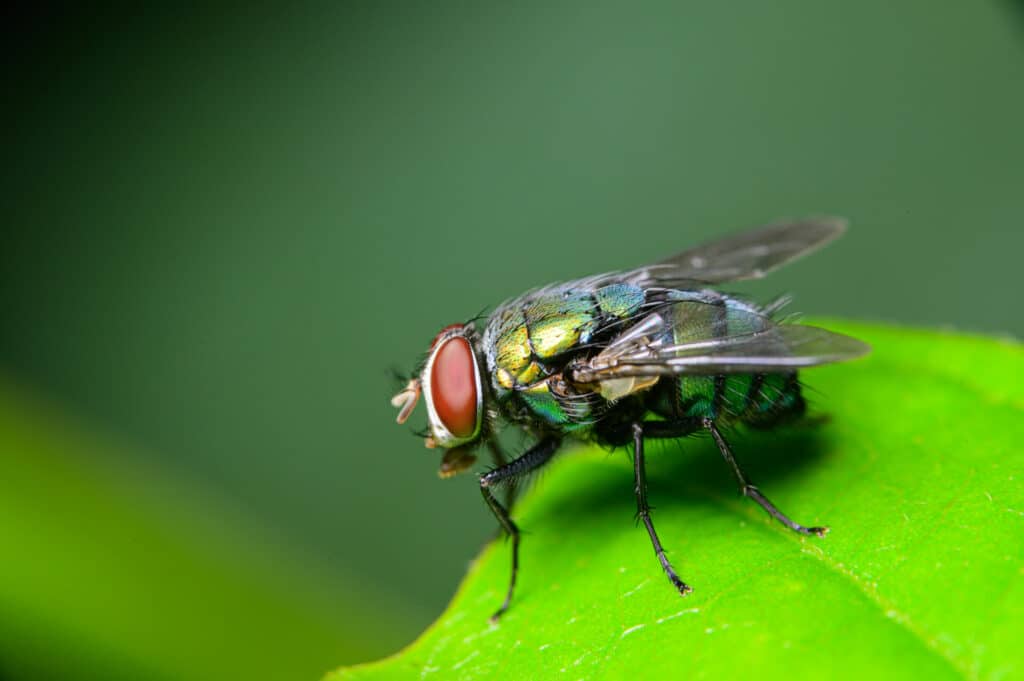 A Close-Up Image Of A Green Bottle Fly With Iridescent Colors And Large Red Eyes, Resting On A Green Leaf. The Detailed View Highlights The Fly'S Intricate Features Against A Blurred Green Background.