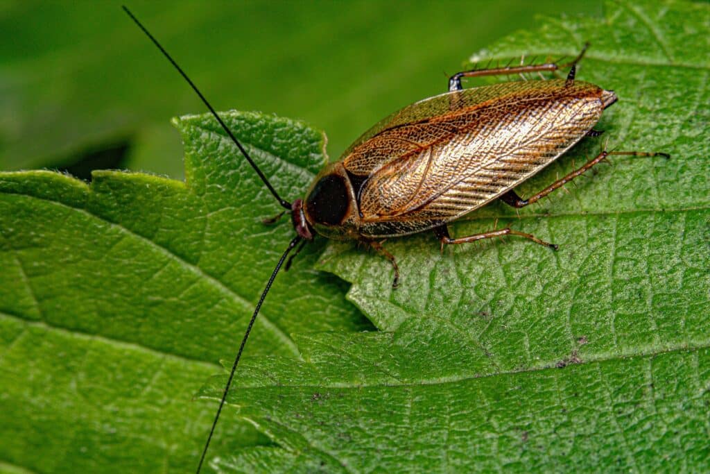A Close-Up Image Of A German Cockroach (Periplaneta Fuliginosa) Resting On A Vibrant Green Leaf. The Insect Features A Glossy, Dark Reddish-Brown Exoskeleton, Long Antennae, And Spiny Legs, With Intricate Detailing On Its Wings And Body.