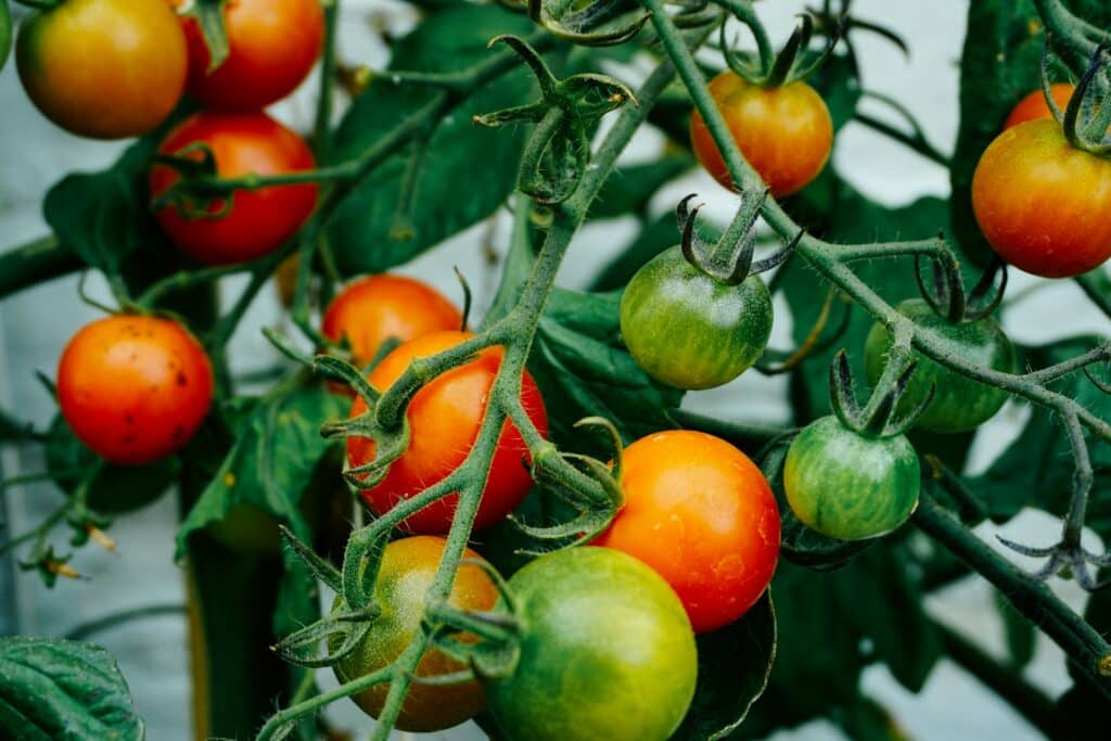 A Detailed Close-Up Image Of A Tomato Plant With Clusters Of Ripening Cherry Tomatoes In Various Stages Of Growth. The Tomatoes Range From Green To Bright Red, Hanging From Fuzzy Green Stems Surrounded By Deep Green Leaves.