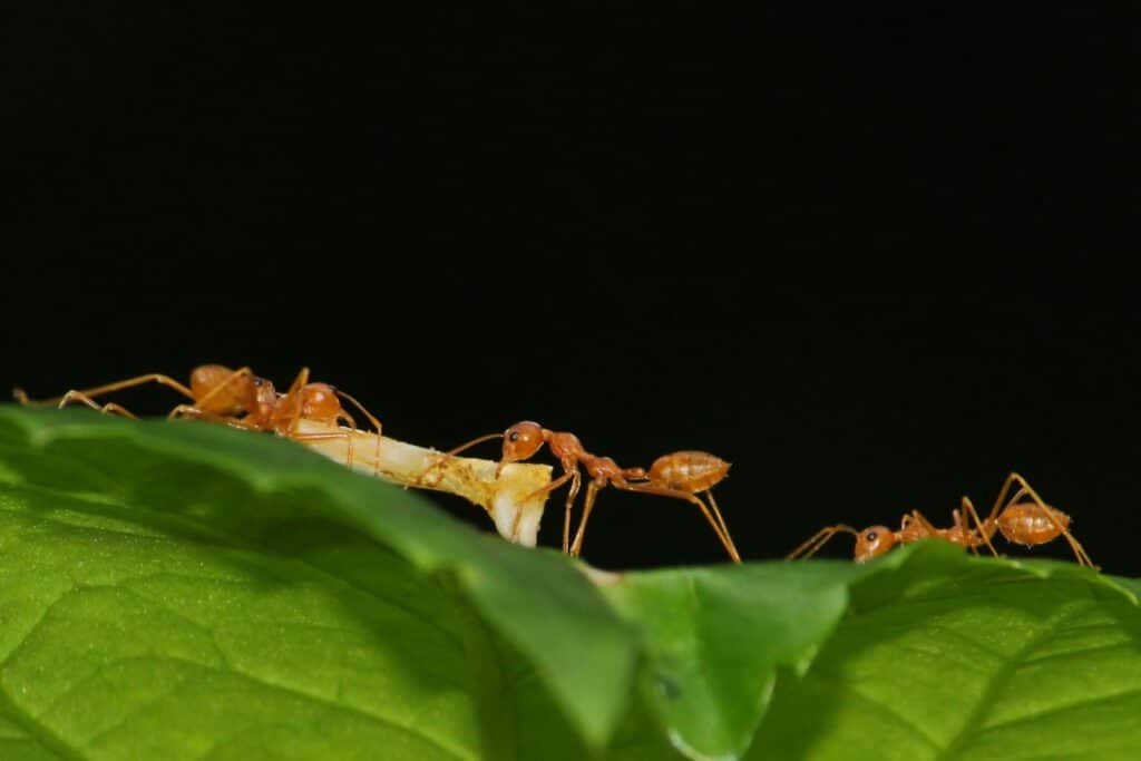 A Close-Up Image Of Red Imported Fire Ants (Solenopsis Invicta) Walking Along The Edge Of A Green Leaf In A Dark Environment. One Of The Ants Is Carrying A Piece Of Food Or Organic Material, Highlighting Their Foraging Behavior.