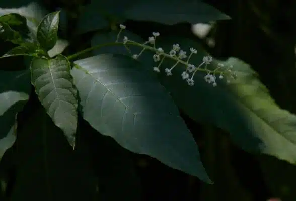 Close-Up Of A Green Plant With Large Leaves And A Cluster Of Small White Flowers.