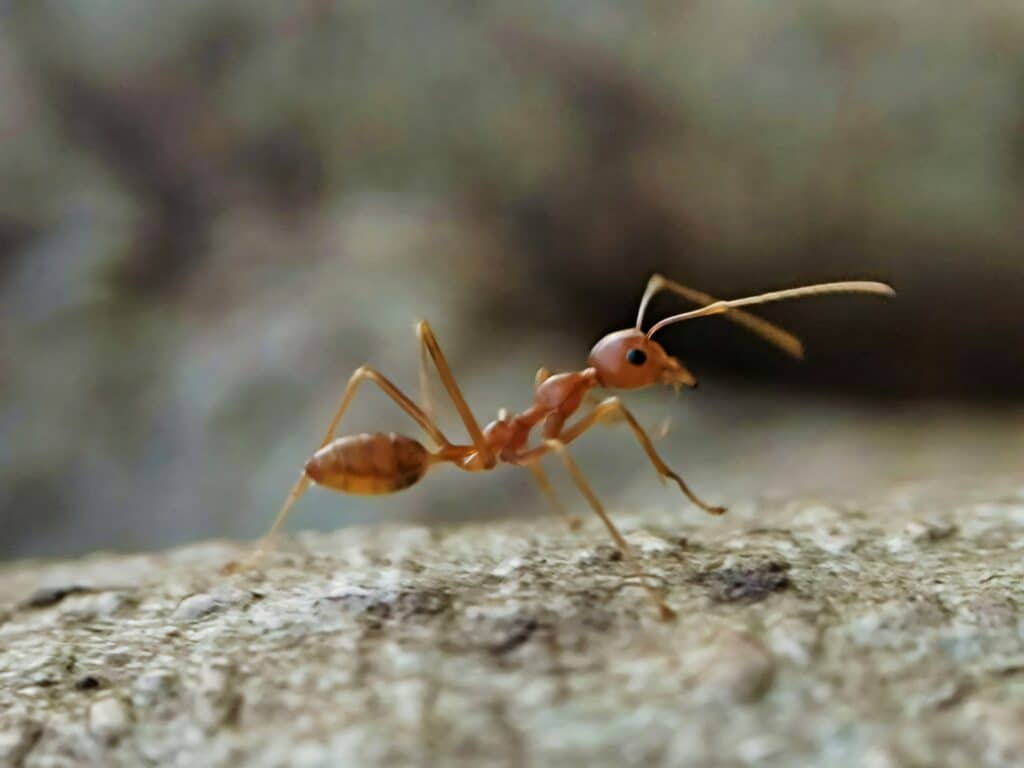 A Close-Up Image Of An Argentine Ant Walking Across A Textured Surface, With A Softly Blurred Natural Background.