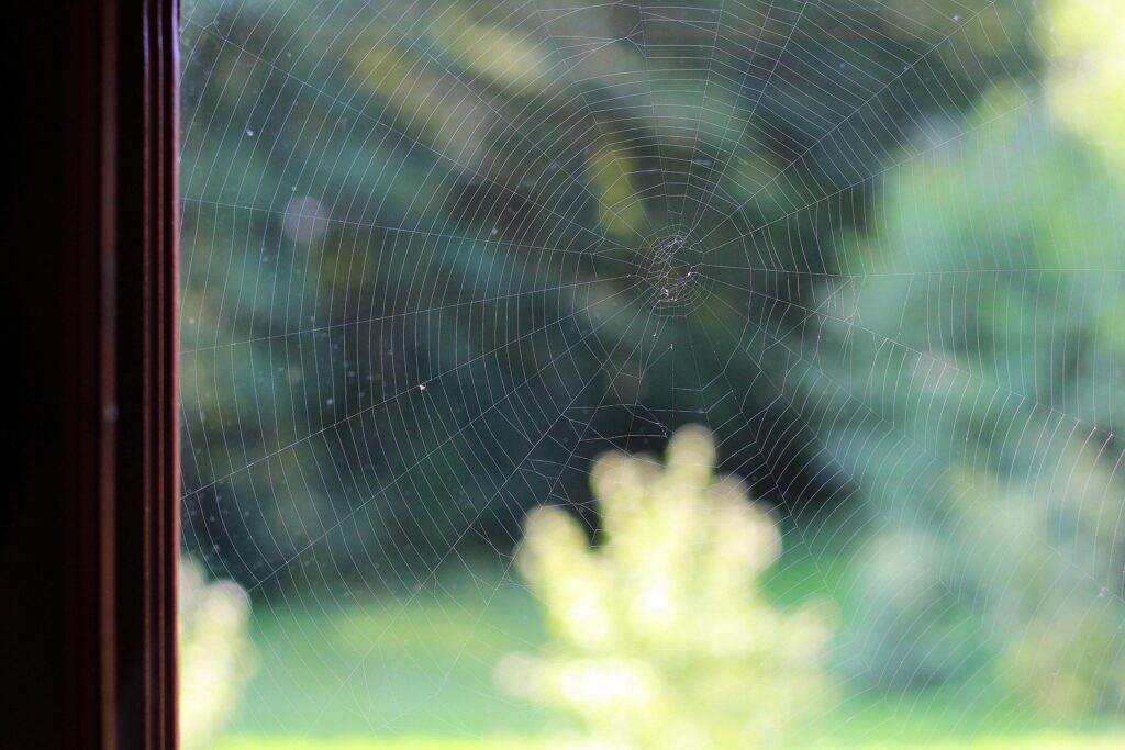 A Close-Up Image Of A Spider Web Stretched Across A Window Corner, With A Soft-Focus View Of Green Trees And Sunlight In The Background.