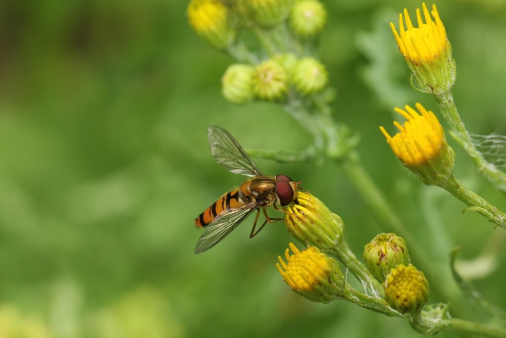A Hoverfly Feeding On A Yellow Wildflower In A Grassy Area, With Its Translucent Wings And Black-And-Orange Striped Body Clearly Visible.
