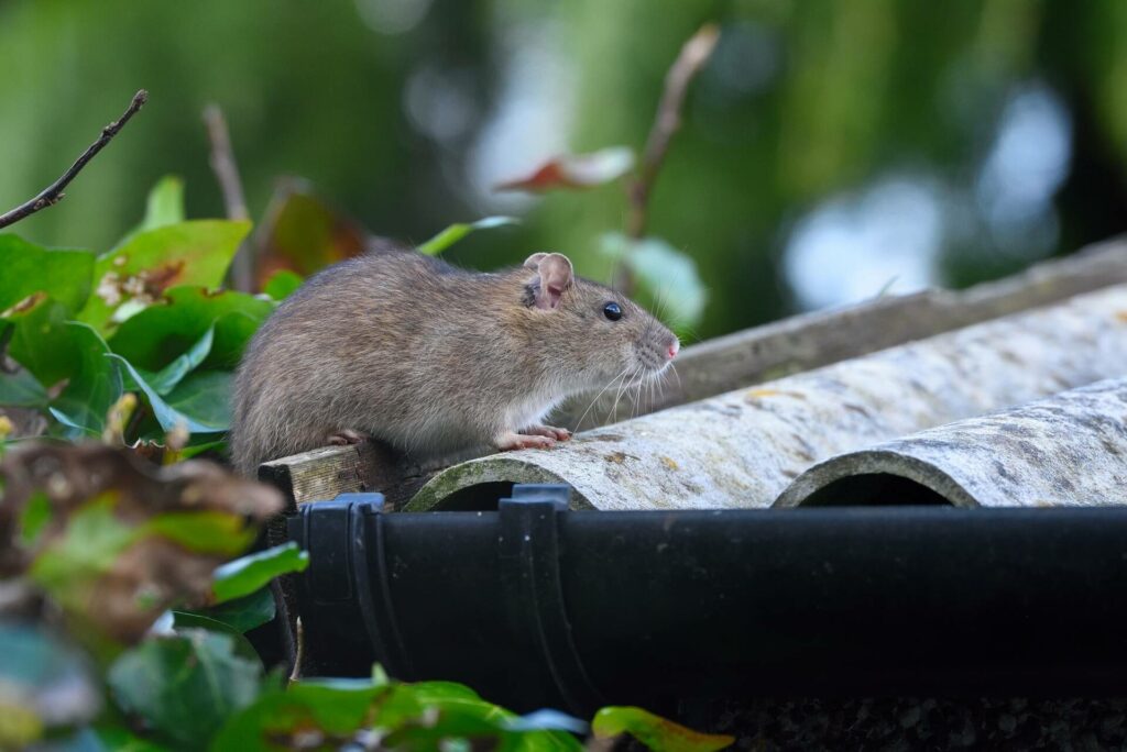 A Roof Rat Sitting On The Edge Of A Roof Covered In Green Leaves, With A Blurred Green Background.
