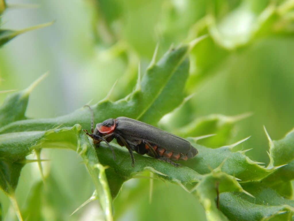 A Detailed Close-Up Image Of A Firefly Resting On A Green, Spiny Plant, Showing Its Dark Elongated Body, Reddish Head Markings, And Faint Orange Glow Segments Along The Underside.