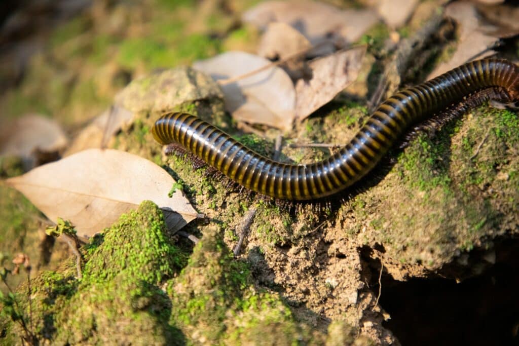 A Close-Up Image Of A Millipede With A Shiny Black And Yellow-Banded Body Crawling Over Moss-Covered Soil And Dry Leaves On A Forest Floor.