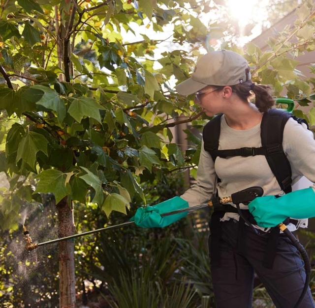 Aptive Pest Control Specialist Wearing Protective Gloves And A Cap Uses A Sprayer To Treat A Tree In A Residential Yard.