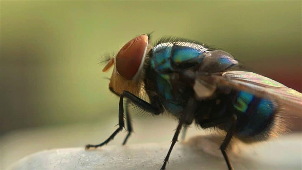 A Macro Photograph Of A House Fly Resting On A Light Surface, Showing Its Large Red Compound Eyes, Short Antennae, Bristly Body, And Translucent Wings With Visible Veins. The Fly’s Thorax Reflects Shades Of Metallic Blue And Green, With A Blurred Yellow-Green Background.