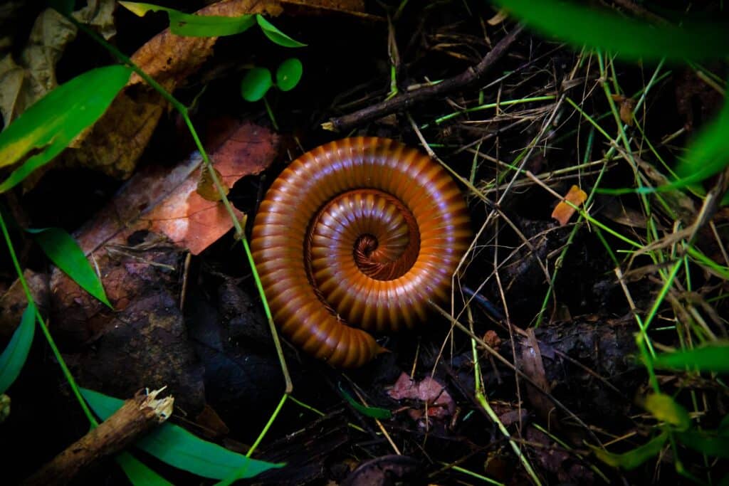 A Tightly Coiled Brown Millipede Resting On A Forest Floor Covered With Twigs, Dry Leaves, And Green Grass Blades. The Millipede'S Shiny Segmented Body Forms A Perfect Spiral, Creating A Striking Contrast With The Earthy Background.