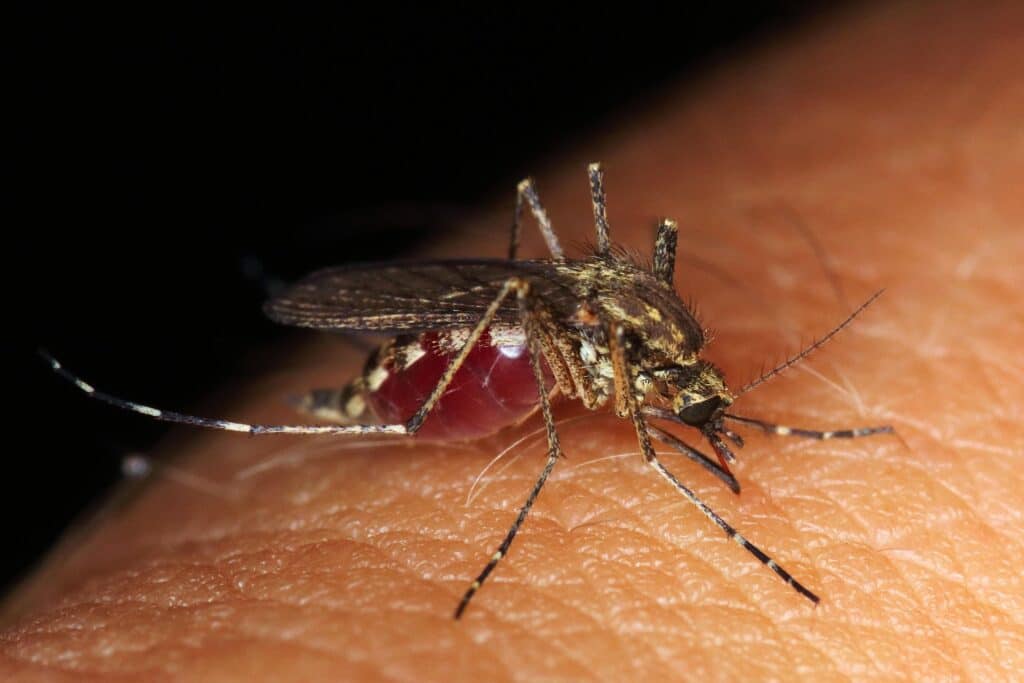 A Detailed Close-Up Of A Mosquito With Patterned Wings And Long Legs Feeding On Human Skin. The Insect’s Proboscis Is Visibly Inserted, And Its Abdomen Is Swollen With Blood. The Background Is Completely Black, Highlighting The Texture Of The Skin And The Mosquito’s Features.