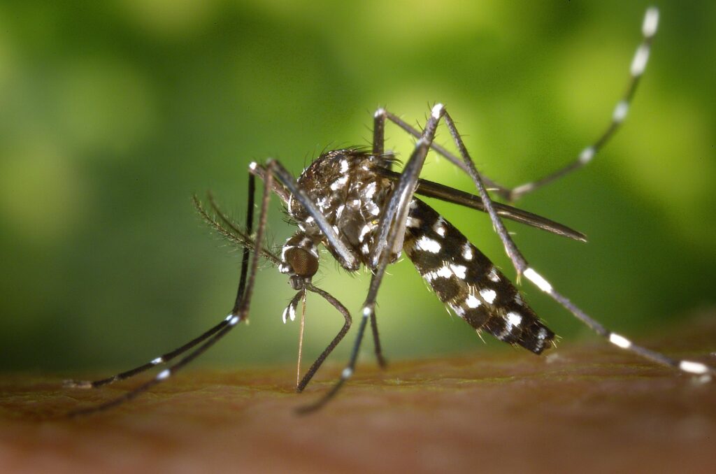 Detailed Close-Up Image Of An Asian Tiger Mosquito (Aedes Albopictus) Feeding On Human Skin. The Mosquito Has A Black Body With Distinctive White Stripes On Its Legs And Thorax, A Long Proboscis Piercing The Skin, And Delicate Wings. The Background Is Blurred Green Foliage.