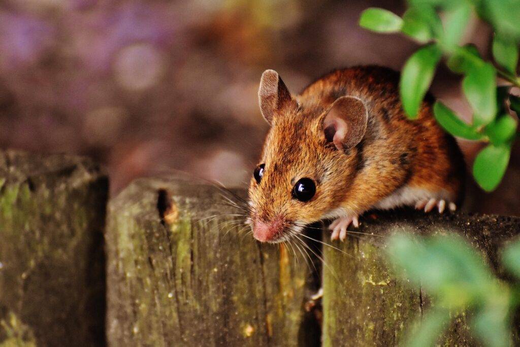 A Close-Up Image Of A Brown Mouse Perched On A Weathered Wooden Fence, With A Blurred Natural Background And Some Green Leaves Visible.