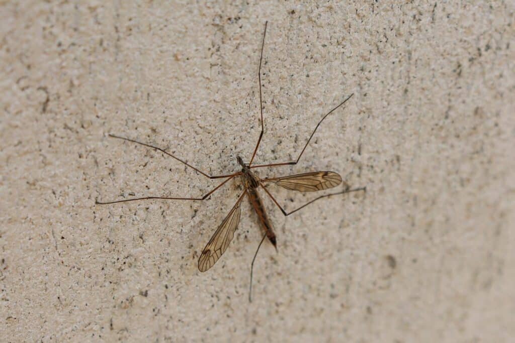 A Clear Close-Up Image Of A Crane Fly Resting On A Textured Beige Wall. The Insect Has Long, Slender Legs, Translucent Wings With Visible Veins, And A Narrow Body With Brownish Markings.