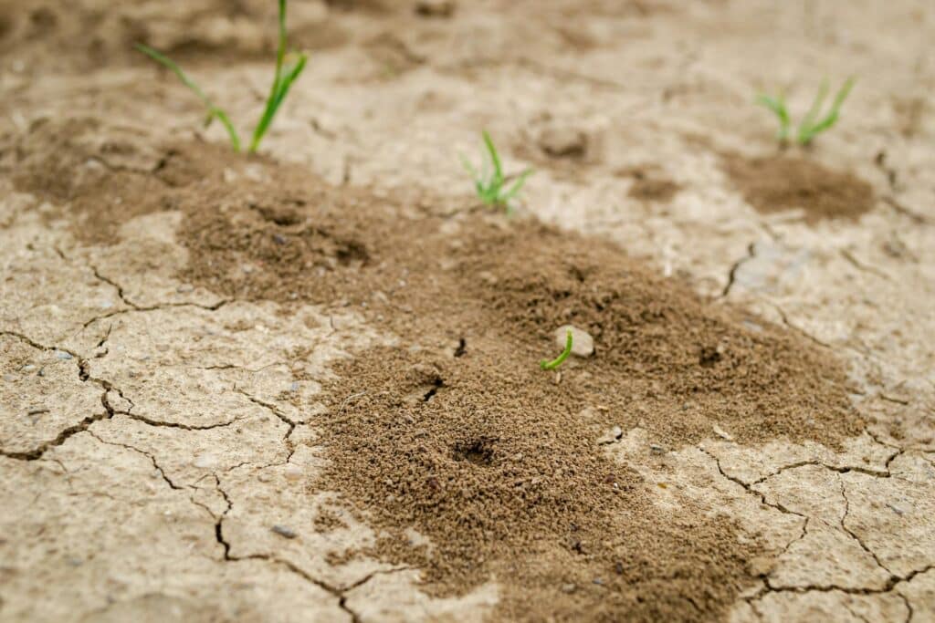 A Close-Up Of Several Small Ant Mounds On Dry, Cracked Soil With Sparse Green Grass Shoots Emerging Between Them. The Texture Of The Dirt Is Loose And Finely Granulated, Indicating Recent Ant Activity.