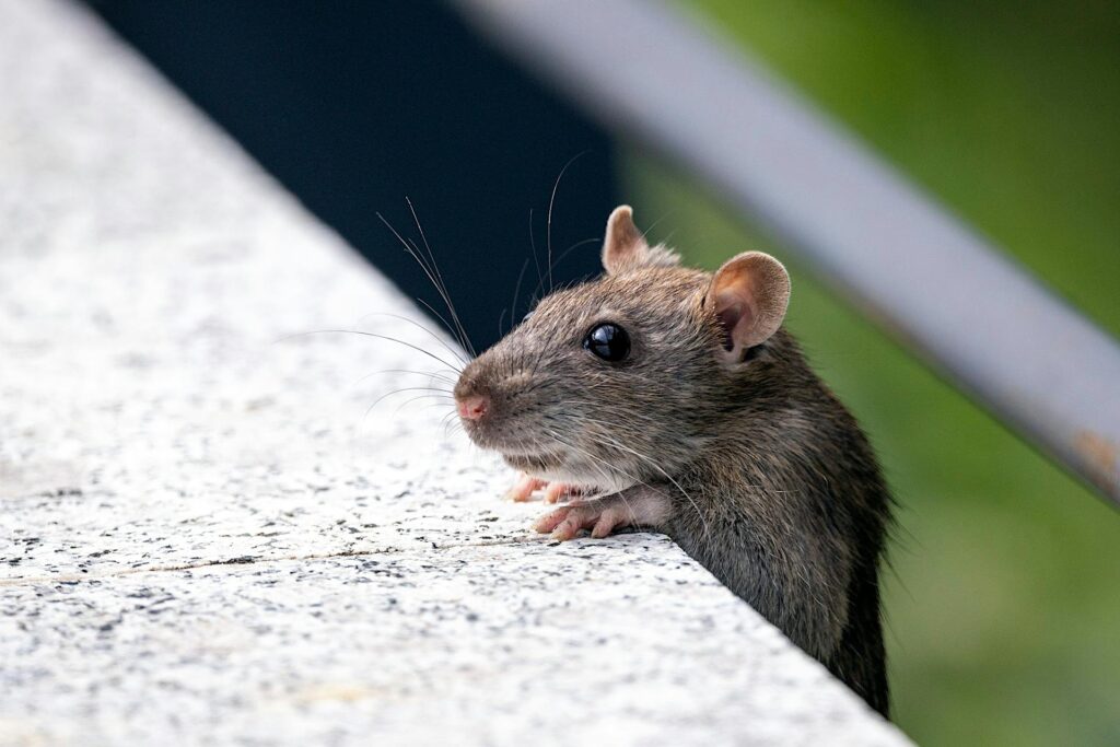 A Close-Up Image Of A Brown Rat Peeking Over The Edge Of A Stone Surface, With Its Front Paws Gripping The Ledge And Its Whiskers And Dark Eyes Clearly Visible. The Background Is Softly Blurred With Shades Of Green And Blue.