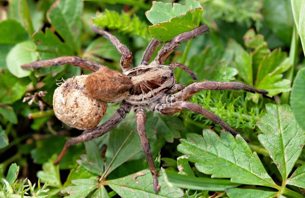 A Close-Up Image Of A Wolf Spider (Lycosidae Family) Carrying An Egg Sac Attached To Its Spinnerets While Walking Over Green Leaves. The Spider Has A Brown And Tan Patterned Body With Long, Hairy Legs And A Textured Abdomen
