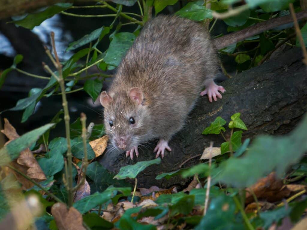 A Detailed Image Of A Norway Rat Walking Across A Log Surrounded By Ivy And Dead Leaves In An Outdoor Setting.