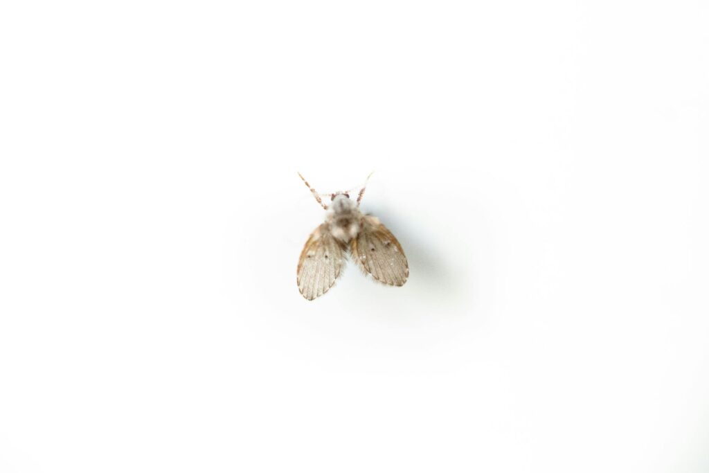A Close-Up Image Of A Drain Fly Resting On A White Surface. The Insect Has Fuzzy, Heart-Shaped Wings With Visible Veins And A Furry Body, Giving It A Moth-Like Appearance. Its Antennae Are Extended Outward.