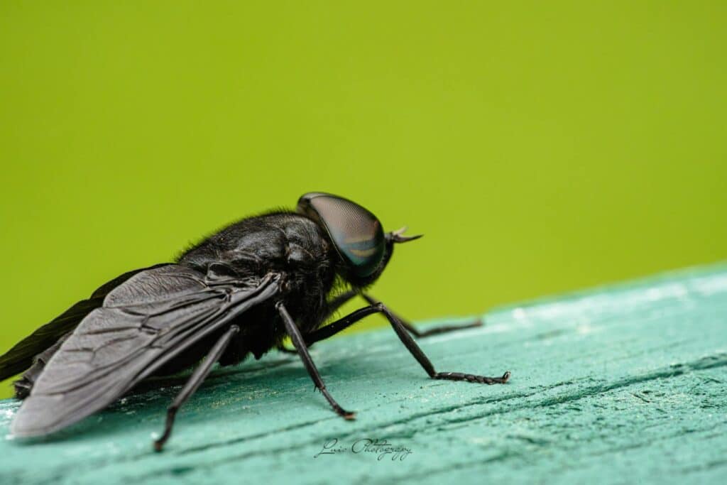 A Sharp Macro Image Of A Black Fly Perched On A Turquoise Wooden Surface. The Insect Has Large Iridescent Compound Eyes, Detailed Wing Venation, And A Textured Body, With A Blurred Lime Green Background Enhancing The Contrast.