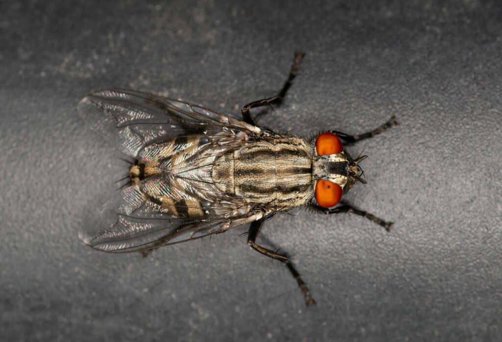 A Detailed Close-Up Image Of A Flesh Fly (Family Sarcophagidae) Resting On A Dark Textured Surface. The Fly Is Gray With Black Longitudinal Thoracic Stripes, Transparent Wings, And Prominent Bright Red Compound Eyes.