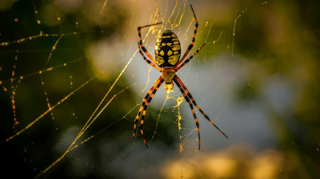A Detailed Image Of A Black And Yellow Garden Spider (Argiope Aurantia) Perched At The Center Of Its Intricate Web, With Strands Catching Golden Light Against A Softly Blurred Background Of Green And Gray.