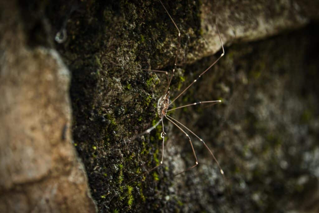A Detailed Close-Up Image Of A Harvestman, Also Known As A Daddy Longlegs, Clinging To A Moss-Covered Rock Surface, Showing Its Small Round Body And Extremely Long, Thin Legs Extending Outward.
