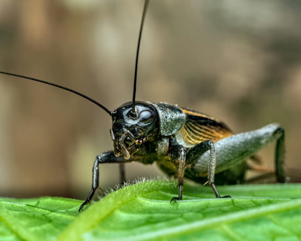 A Detailed Macro Photograph Of A Black Field Cricket Standing On A Green Leaf, Showing Its Long Antennae, Textured Body, And Glossy Compound Eyes With Sharp Focus On The Head.