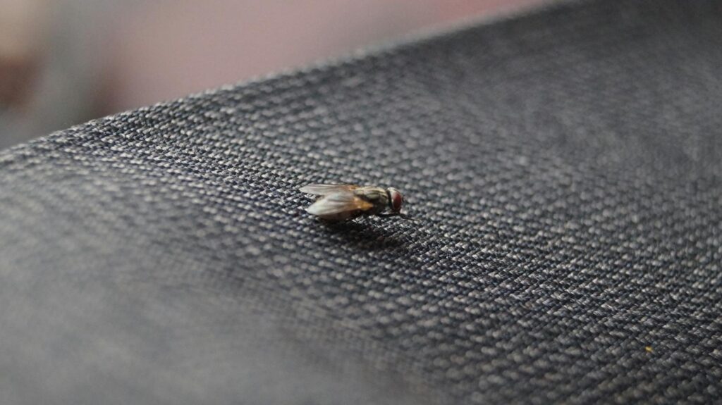 A Close-Up Image Of A Common Housefly Resting On A Dark Gray, Textured Fabric Surface. The Fly’s Transparent Wings And Red Compound Eyes Are Clearly Visible, Highlighting Its Small Size And Intricate Body Details.