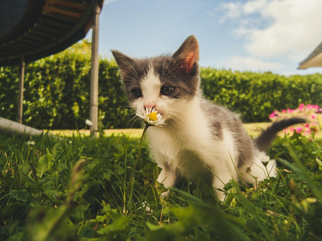 A Close-Up Photo Of A Black And White Kitten Sniffing A Daisy Flower While Sitting In Green Grass. The Background Shows A Neatly Trimmed Hedge, A Trampoline Frame, And A Bright Blue Sky With Scattered Clouds.