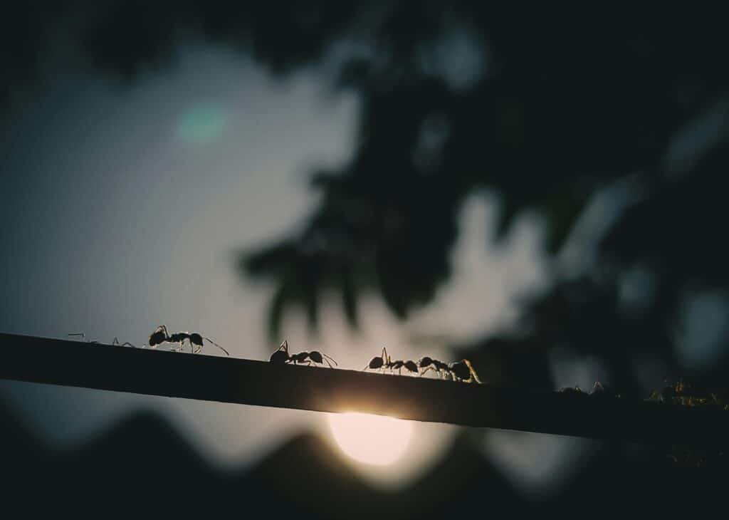 A Silhouette Of Several Ants Walking Along A Thin Branch Against The Backdrop Of A Setting Sun, With Dark Foliage And Blurred Tree Leaves In The Background.