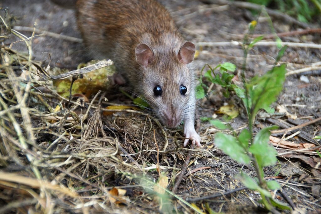 A Close-Up Image Of A Brown Rat With A Grayish Underbelly, Alert And Cautiously Stepping Through Dried Grass, Twigs, And Green Weeds On A Dirt-Covered Ground.