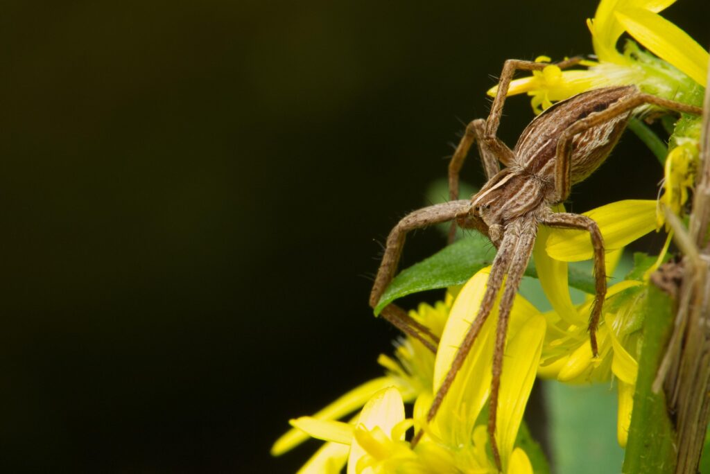 A Close-Up Image Of A Wolf Spider Resting On Bright Yellow Flowers, Its Long, Hairy Legs Spread Outward. The Spider'S Brown And Tan Striped Body Is Clearly Visible, With Fine Details Of Its Eyes And Leg Hairs. The Background Is Dark And Blurred, Emphasizing The Spider And The Flower.