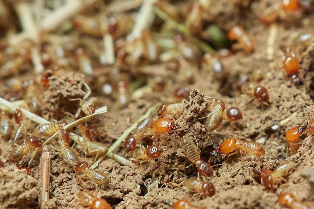 A Detailed Close-Up Image Of A Large Group Of Termites Actively Crawling Through Soil And Decomposing Plant Material. The Termites Have Translucent Bodies With Dark Brown Heads, And Some Have Prominent Mandibles. The Background Consists Of Loose Dirt, Dried Grass, And Termite Tunnels.