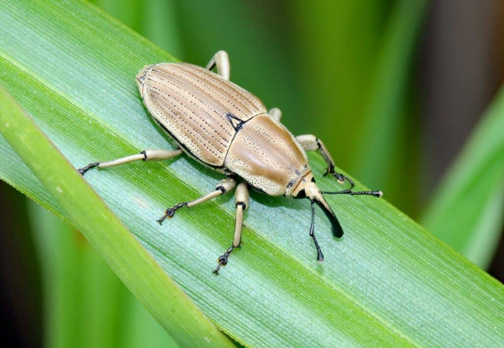 A Close-Up Image Of A Weevil With A Beige, Ridged Body And Long Snout, Perched On A Bright Green Leaf. The Insect’s Textured Exoskeleton And Detailed Legs Are Clearly Visible, With Its Antennae Extending Forward.