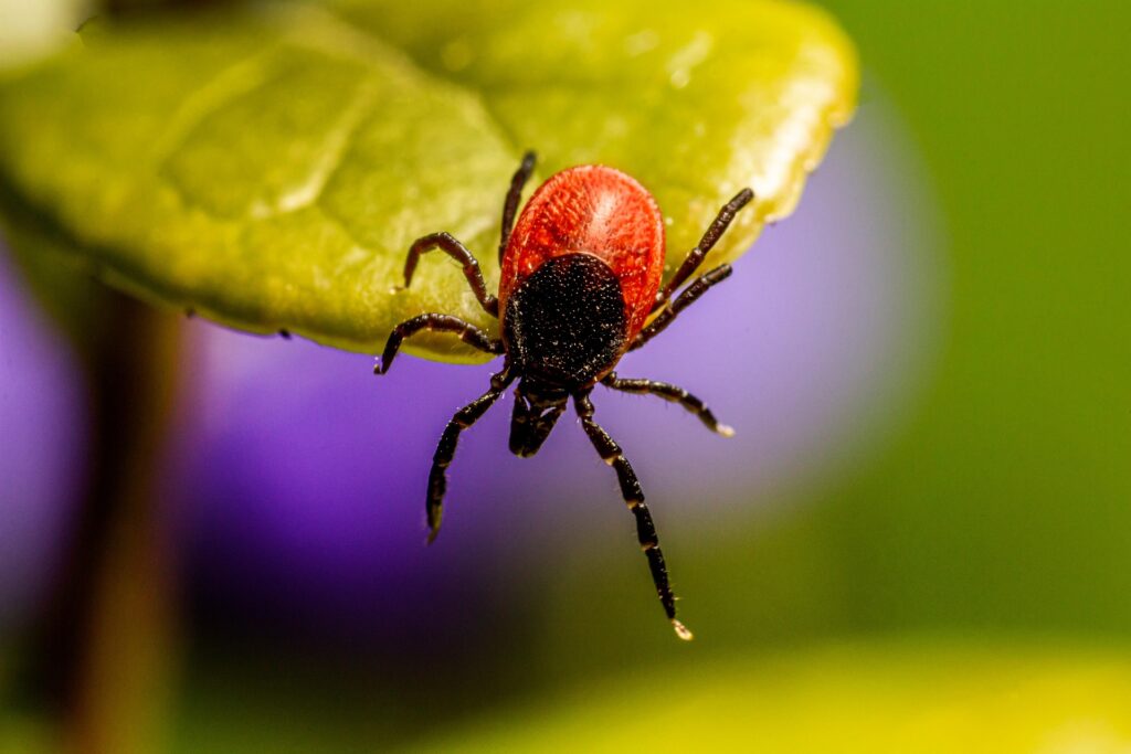 A Detailed Close-Up Of A Black-Legged Tick With A Red-Brown Body And Black Legs, Perched On The Edge Of A Green Leaf Against A Blurred Purple And Green Background.