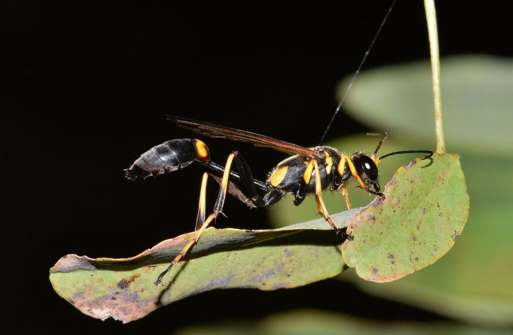 A Detailed Close-Up Image Of A Black And Yellow Mud Dauber Wasp Standing On A Green Leaf, With Its Narrow Waist, Elongated Body, And Long Legs Clearly Visible Against A Dark Background.