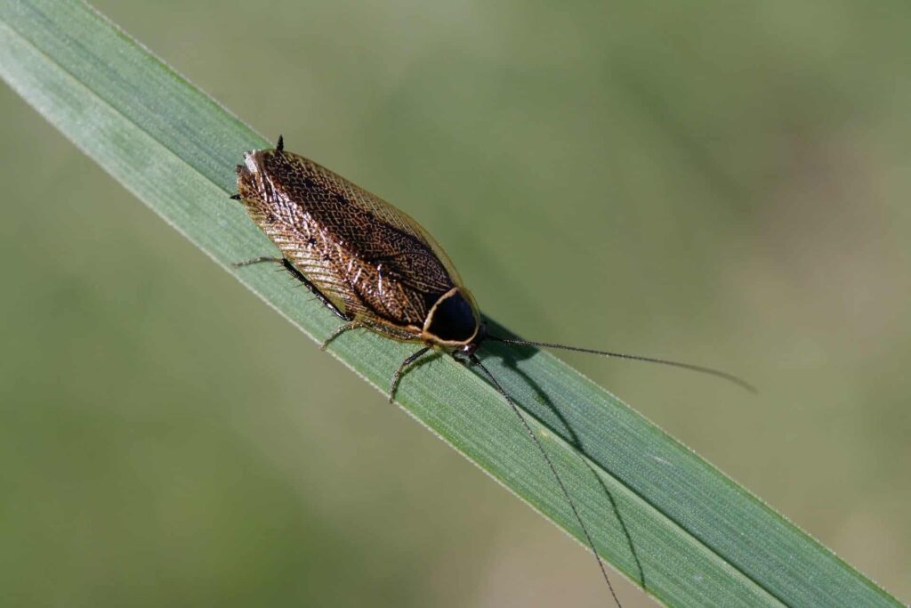 A Smoky-Brown Cockroach With Long Antennae Resting On A Green Leaf, Viewed Up Close, Against A Blurred Natural Background.