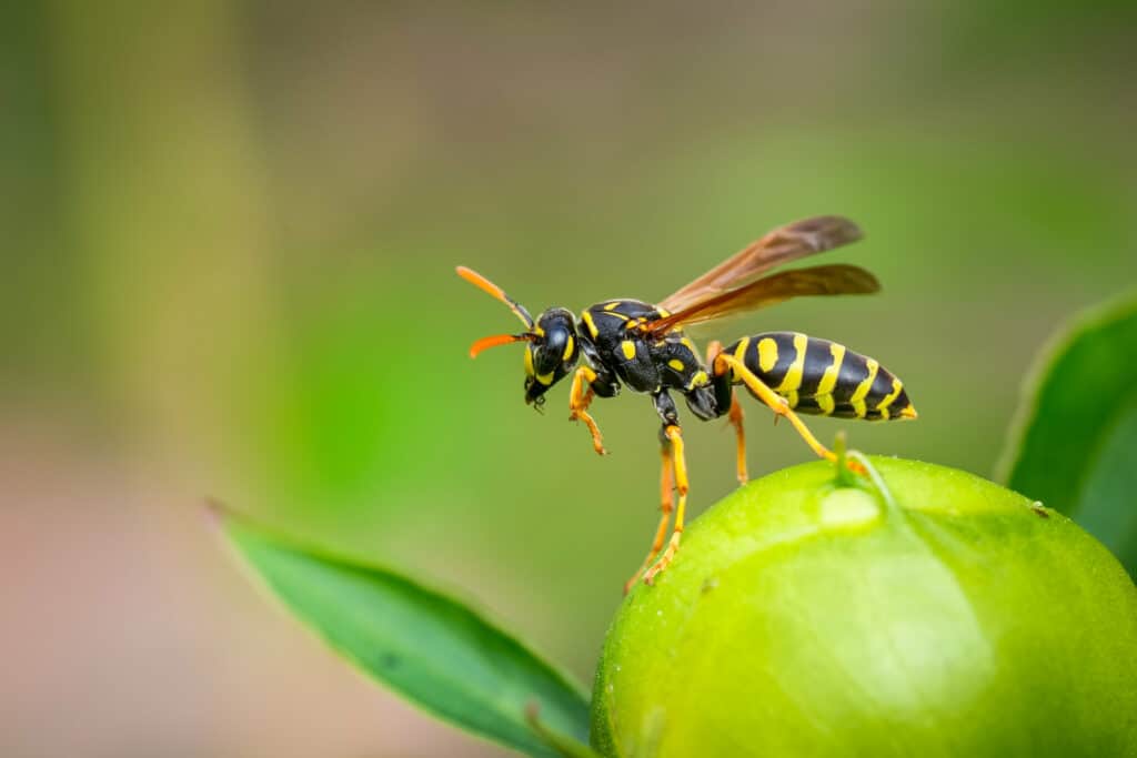 A Close-Up Of A Yellow Jacket Wasp Perched On A Green Fruit, Showcasing Its Detailed Black And Yellow Striped Body And Translucent Wings. The Background Is Softly Blurred, Highlighting The Wasp And The Vibrant Colors Of The Fruit.