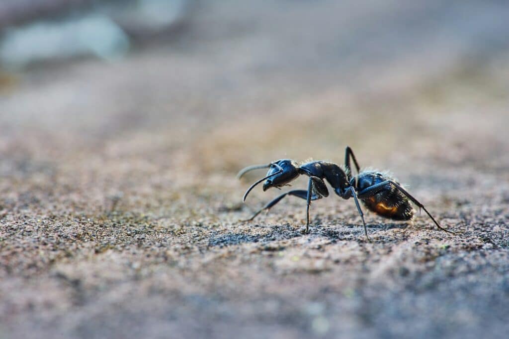 A Detailed Macro Image Of A Black Carpenter Ant (Camponotus Pennsylvanicus) Walking Across A Textured Surface. The Ant'S Shiny Black Body, Segmented Legs, And Bent Antennae Are Clearly Visible Against The Softly Blurred Background.