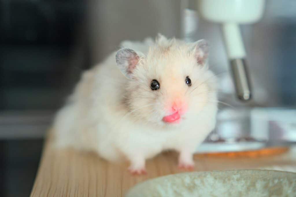 A Close-Up Image Of A Fluffy White And Beige Hamster With Black Eyes And A Pink Nose, Sticking Its Tongue Out While Standing On A Wooden Surface. The Background Includes Part Of A Water Bottle Nozzle And A Food Dish, Indicating A Domestic Habitat.