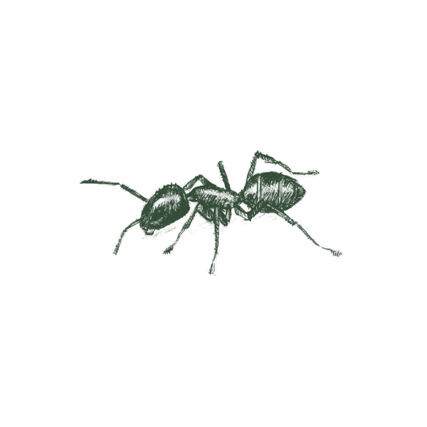 Illustration Of An Argentine Ant