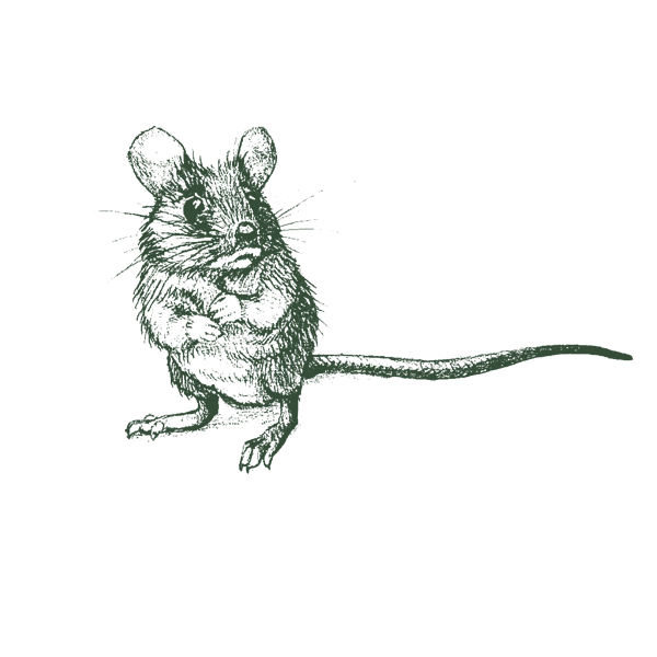 Illustration of house mouse.