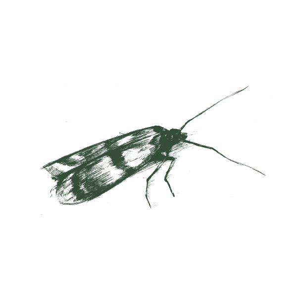 Indian Meal Moth Web Large