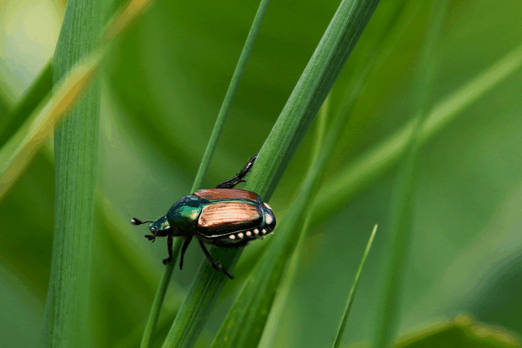 A Close-Up Image Of A Japanese Beetle With A Metallic Green Head And Copper-Colored Wing Covers, Perched On A Green Blade Of Grass In A Grassland Environment. The Background Is Blurred With Various Shades Of Green, Creating A Smooth, Natural Bokeh Effect.